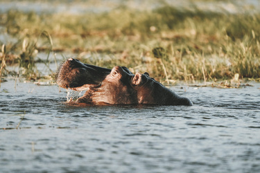 Nilfperde im Chobe, ©Africa Experience