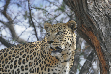 Leopard, ©Karawane