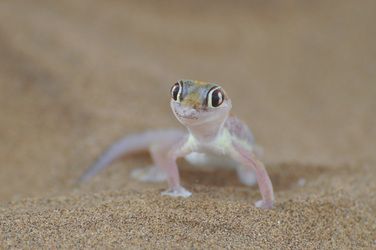 Namibgecko, ©Karawane