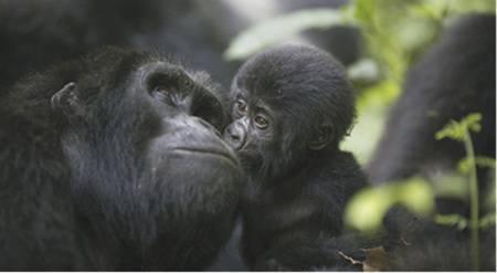 Berggorillas im Volcanoes NP, ©Across Africa