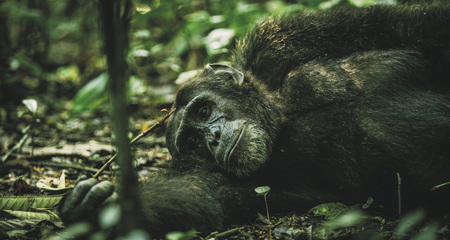 Schimpansen Tracking im Nyungwe Forest NP, ©Across Africa