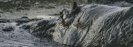 Flusspferd im Akagera NP, ©Across Africa