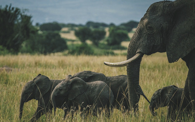 Elefantenherde im Akagera NP, ©Across Africa