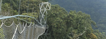 Optionaler Canopy Walk im Nyungwe Forest NP, ©Across Africa