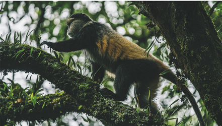 Optionales Golden Monkey Tracking, ©Across Africa