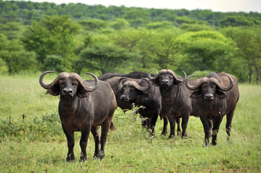 Tansania, Büffel ©Tanzania Experience, ©Tanzania Experience