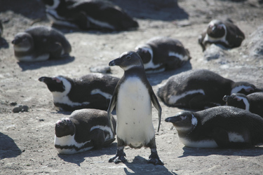 Pinguinkolonie am Boulders Beach, ©Karawane