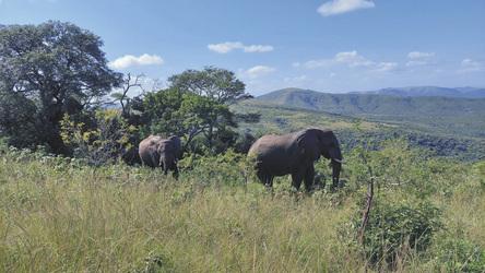 Tierbeobachtung im Hluhluwe-iMfolozi Park, ©Karawane