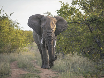 Tierbeobachtung im Balule Private GR, ©Mohlabetsi Safari Lodge