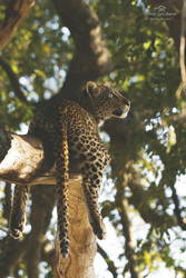 Tierbeobachtung im Balule Private GR, ©Chade Gelderman Photography
