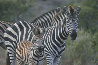 Zebras im Amakhala GR