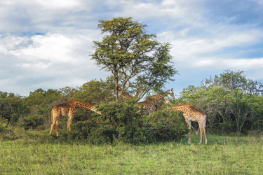 Giraffen im Amakhala GR