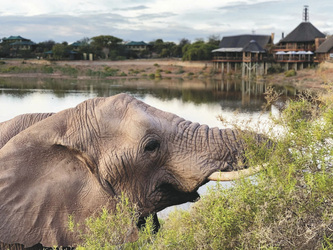 Buffelsdrift Game Lodge