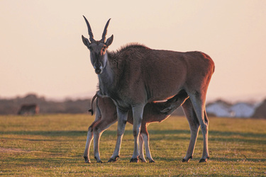 Eland Antilopen im De Hoop Nature Reserve
