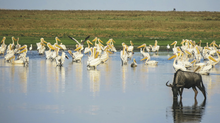 Pelikane im Liuwa Plains NP, ©Kareen Broodryk