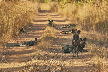Tolle Tierbeobachtungen im Kafue NP, ©Adobe Stock/Lizenznummer_392619309