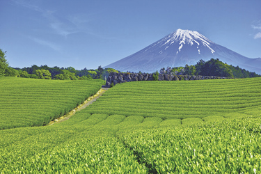  Fuji und Teeplantage , ©7maru - shutterstock.com
