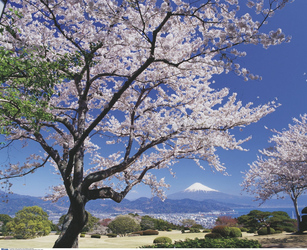 Fuji zur Kirschblüte