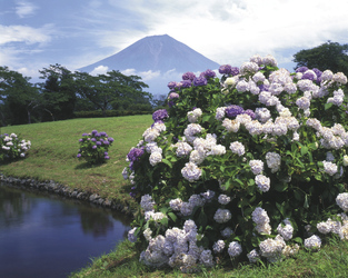 Fuji