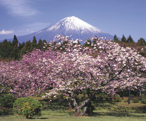 Fuji zur Kirschblüte