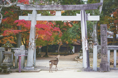 Nara