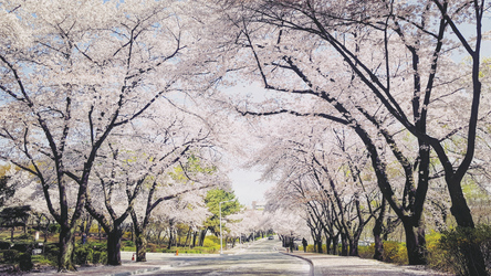 Daegu mit Kirschblüten , ©MIN SOO EUN, pixabay.com