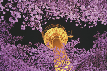 Kirschblüte in Daegu, ©HYUNGNAM PARK, pixabay.com