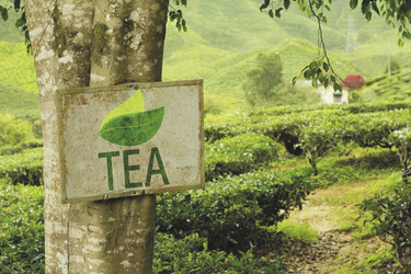 Teeplantage, ©Carlos Amarillo, shutterstock