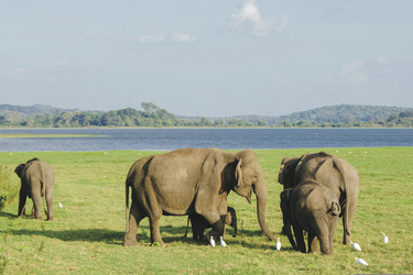 Elefanten im Minneriya Nationalpark, ©Penny, pixabay.com