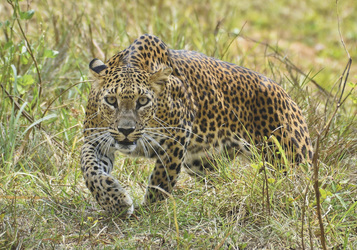 Leopard im Yala Nationalpark, ©andtask94, pixabay.com