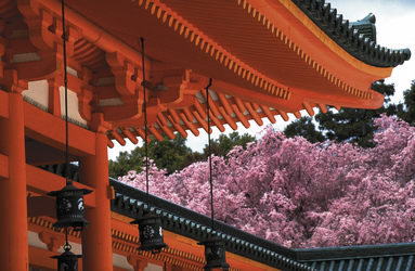 Kirschblüte in Japan