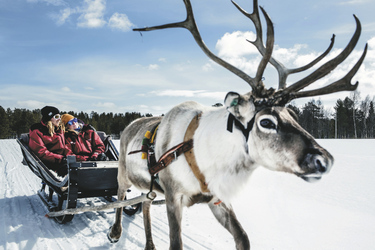 Rentierschlittenfahrt, ©Harriniva Hotels & Safaris