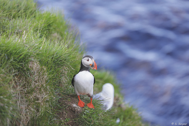 Puffin, Island - ©Sina Soyez, ©Sina Soyez