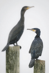 Vogelporträt, ©Daniel Spohn