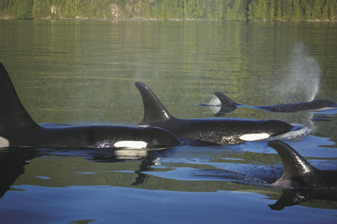 Sonora Resort Orcas, ©Sonora Resort