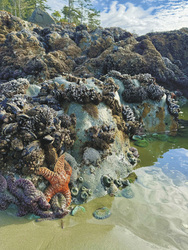 Seesterne und Anemonen, ©Karawane