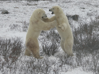 Eisbären , ©Frontiers North