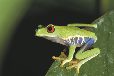 Frosch (© Ara Tours), ©Ara Tours