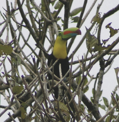 Tucan im Regenwald von Panama, ©Karawane