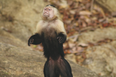 Kapuzineraffe in Panama, ©Karawane