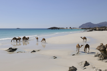 Kamele am Strand von Mugshsayl © Ministry of Tourism