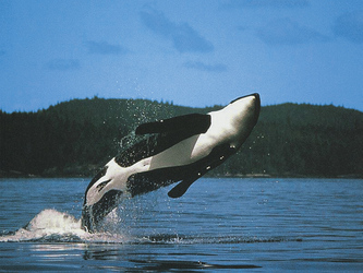 Orca