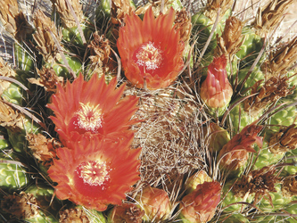 Blühender Kaktus - ©TravelDreamWest, ©TravelDreamWest